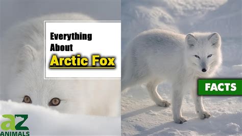 Arctic Fox Adaptations