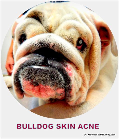 Skin Acne In Bulldogs And French Bulldogs Vet4bulldog