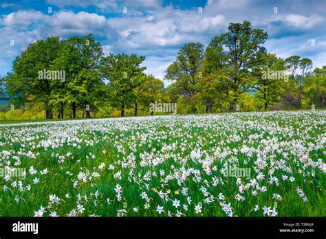 Flowery Landscape Hi Res Stock Photography And Images Alamy