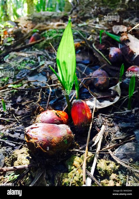 Coconut Sprouting High Resolution Stock Photography And Images Alamy