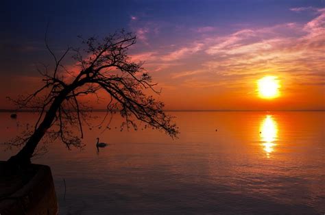 784846 4k 5k 6k Sunrises And Sunsets Lake Trees Silhouette Sun
