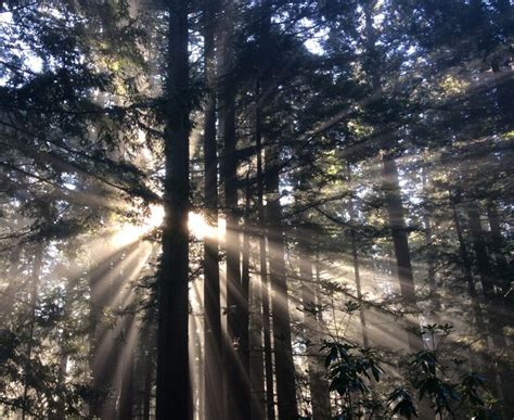 Sunbeams Through The Trees As Photographed By Shirley Mitchell