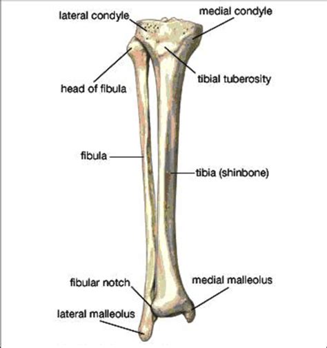 Anatomy Of The Tibia