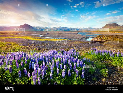 Typical Icelandic Landscape With Field Of Blooming Lupine Flowers In