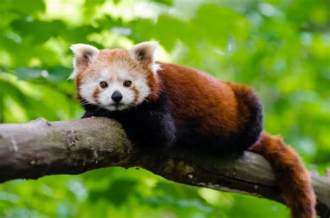 Why Are Red Pandas Endangered Environment Buddy