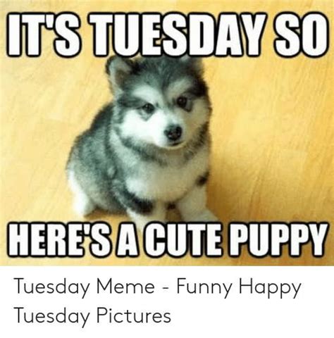24 Happy Tuesday Memes That Makes You Non Stop Laugh In 2020 Tuesday