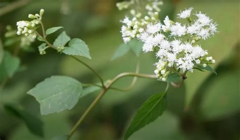 White Snakeroot Ageratina Altissima A Comprehensive Guide To Growth