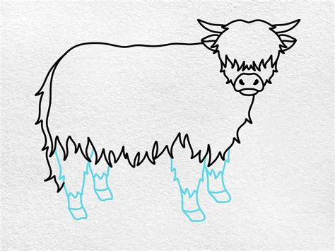 Highland Cow Drawing Easy Szemirami