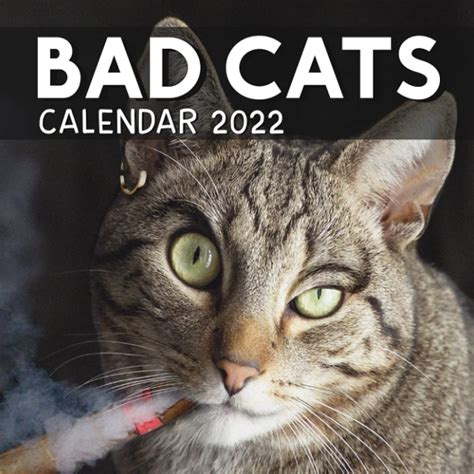 Buy Bad Cat Calendar 2022 November 2021 December 2022 Monthly
