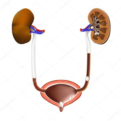 Stockillustratie Van Stenen In De Nieren De Urineblaas En De Urineleider Door Edesignua
