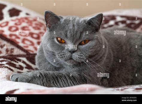 Purebred British Shorthair Cat Resting In Bed Stock Photo Alamy
