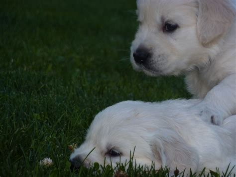 Find labrador retriever puppies and breeders in your area and helpful labrador retriever information. Pin by Joe Kaufman on White Golden's of Washington - Our ...