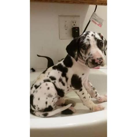 You need to establish a healthy diet for your dog eats. AKC Great Dane puppies available now in Richmond, Indiana ...