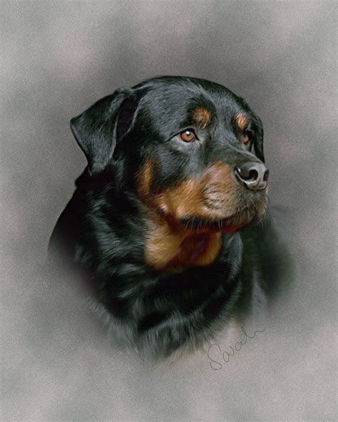 Large Breed Dog Portraits Rottweiler Dog Rottweiler Puppies Dog Breeds