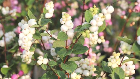How To Plant Grow And Care For Snowberry Bushes