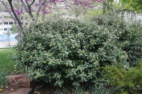 Will it keep a nice shape without pruning? Thorny Elaeagnus 8'-10' Tall 6'-10' Wide Evergreen Blooms ...