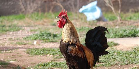 Rooster That Fell Over From Crowing Too Long Goes Viral In Turkey Daily Sabah