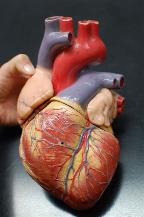 Anatomical Heart Model Anatomy Of The Heart Classic Heart Model My XXX Hot Girl