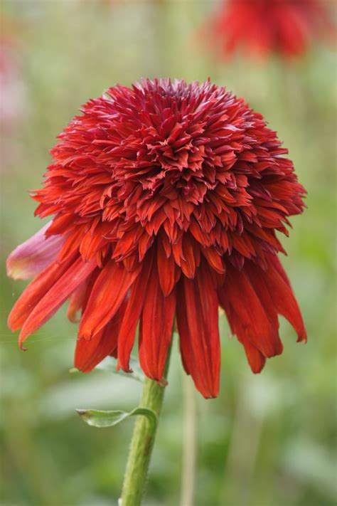 Echinacea, eastern coneflower, eastern purple coneflower 'evening glow'. Echinacea purpurea 'Eccentric' ® - Greenseasons