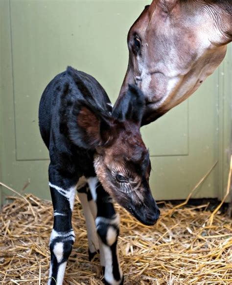 After Tragedy Okapi Calf Represents Hope Zooborns