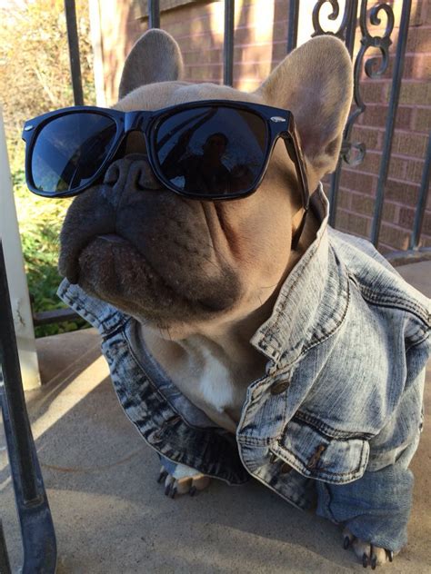 See more of classact english and french bulldogs on facebook. Worlds coolest French Bulldog. Instagram- @thefrenchduke ...