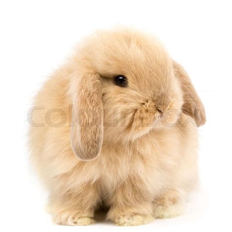 Baby Holland Lop Rabbit Isolated On White Stock Image Colourbox