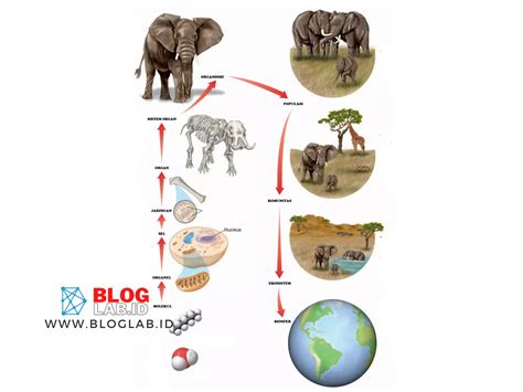 Penulis Erwin Widianto dari bloglab Lihat artikel aslinya di Macam