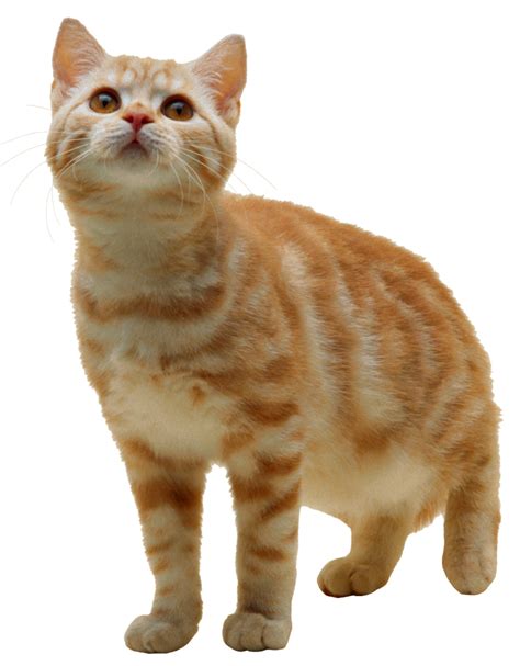 Download High Quality Cat Transparent Tabby Transparent Png Images