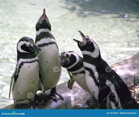 Singing Penguins Stock Photo Image Of Feet Four Gathering 767328