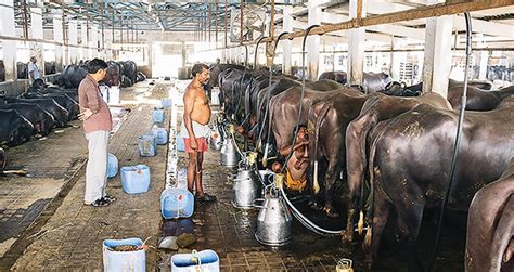 An Overview Of The Indian Dairy Sector Edairynews In