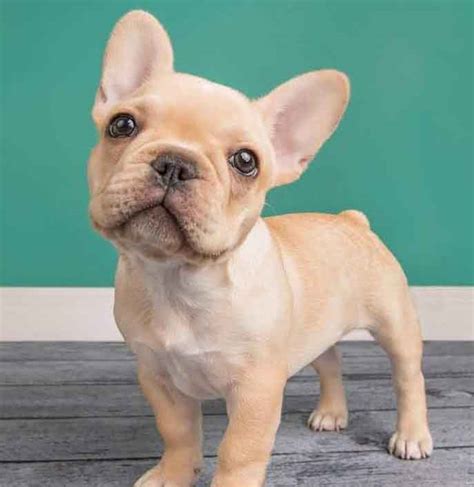 French Bulldog Colors Explained 2022