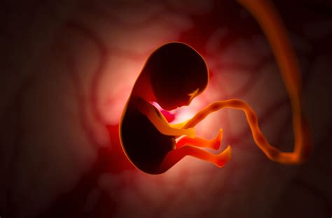 Embryo Vs Fetus How To Tell Them Apart