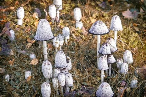Non Edible Poisonous Mushrooms Toadstools Stock Image