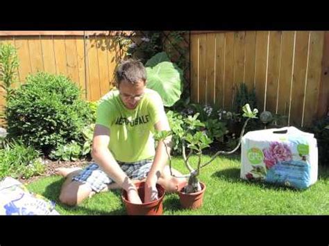 Adenium plants care growing tips, planting, cutting,pruning and trimming adeniums by 3 anni fa. Adenium - Tough Love - Pruning - YouTube