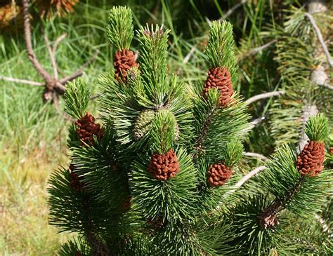 Lodgepole Pine Pinus Contorta Growing Guides