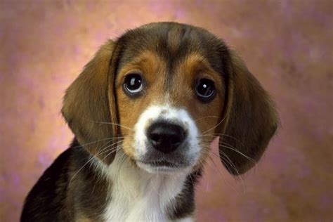 Beagle - Dogs breeds