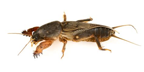 So you're not going to be up all night wondering where the noises are coming from. Identify and Control Mole Crickets
