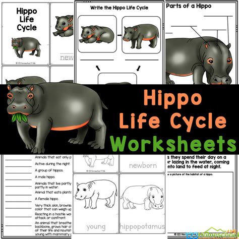 Free Printable Hippo Life Cycle Worksheets For Youngsters Home