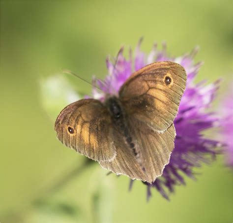 Meadow Brown Butterfly Charles Connor Flickr