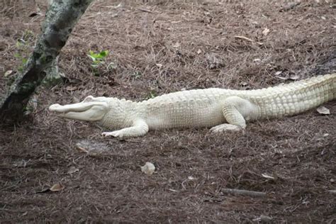15 Albino Crocodile And Albino Alligator Facts Leo Zoo