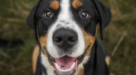 Why Do Swiss Mountain Dogs Need Exercise