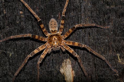 Sparassidae Huntsman Spider Henrik Petersen Flickr
