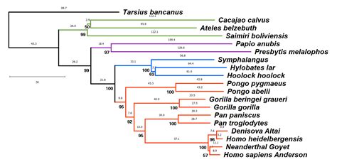 Phylogenetic Tree Phylogeny Or Evolutionary Classification Outline Riset