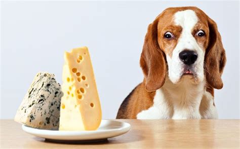So many foods, but what's dog safe? Foods Dogs Can't Eat - 7 Off-Limit Table Foods | The Munch ...