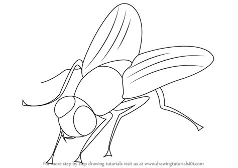 Learn How To Draw A Fly Insects Step By Step Drawing Tutorials Fly