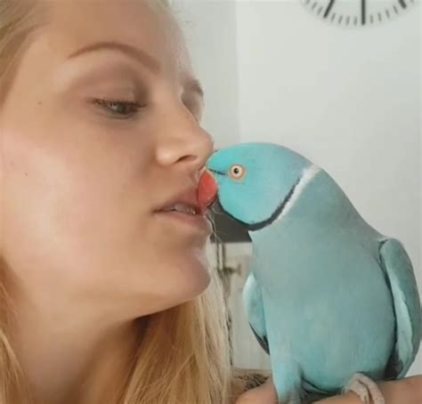 All This Parrot Wants Kisses😘 🦜cute Parrot Kiss His Owner All This Parrot Wants Kisses😘 🦜cute