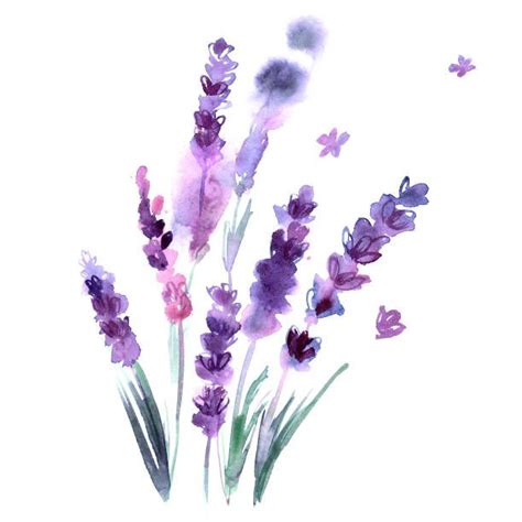 Watercolor Hand Painted Lavender Flowers On White Background Vector Art