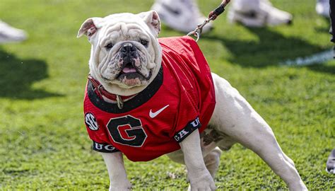 The 10 Best Georgia Bulldogs Of All Time