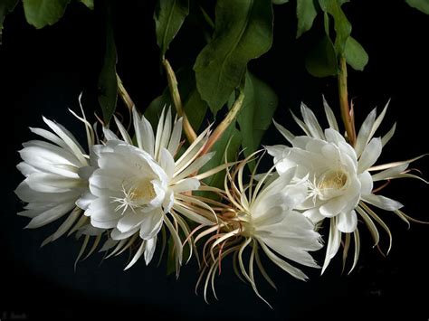 The flowers usually close at night in environments in which nights are cold and wet. Epiphyllum oxypetalum (Queen of the Night) | World of ...