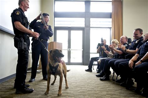 We did not find results for: New police dogs show off their skills at K-9 commencement ...